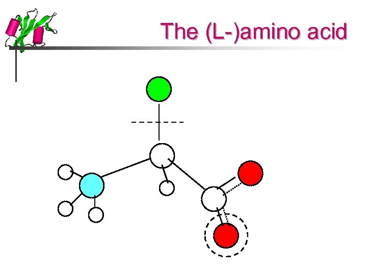 The (L-)amino acid 