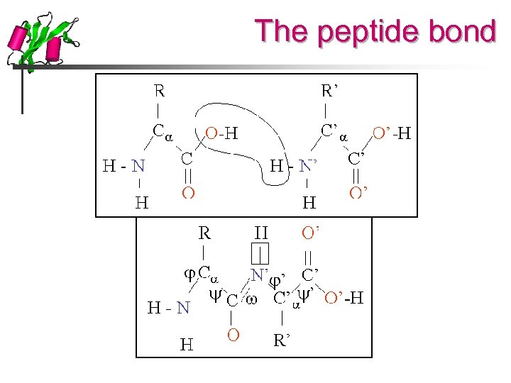 The peptide bond 