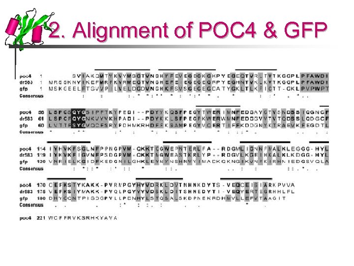 2. Alignment of POC 4 & GFP 