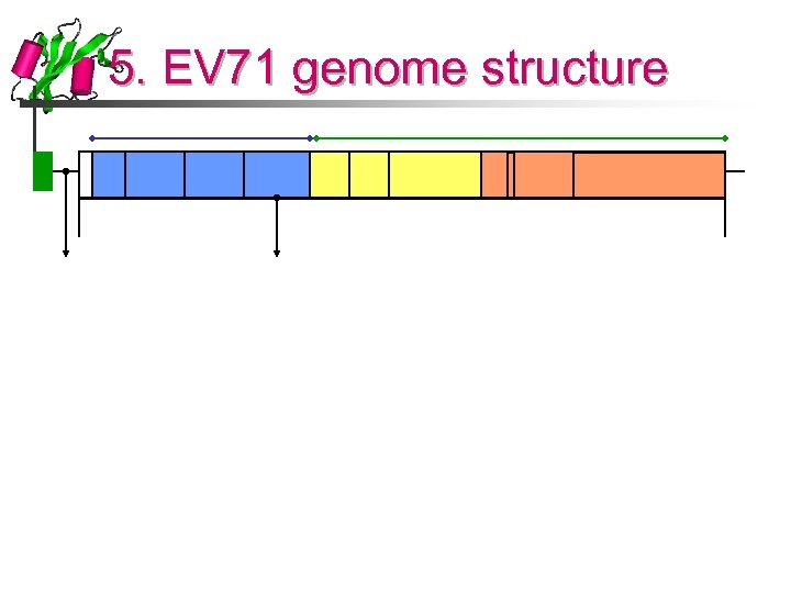 5. EV 71 genome structure 