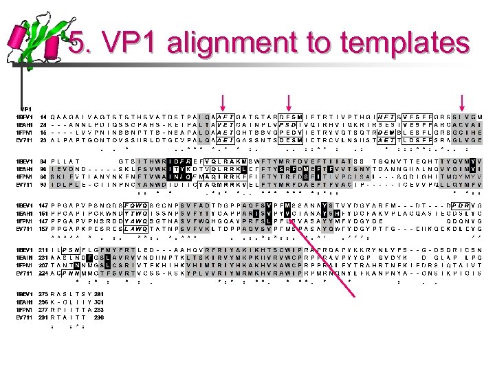 5. VP 1 alignment to templates 