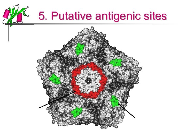 5. Putative antigenic sites 