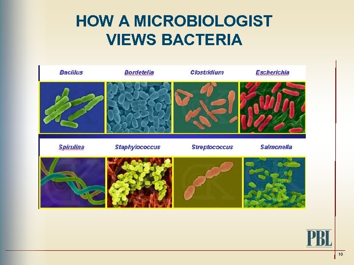 HOW A MICROBIOLOGIST VIEWS BACTERIA 10 