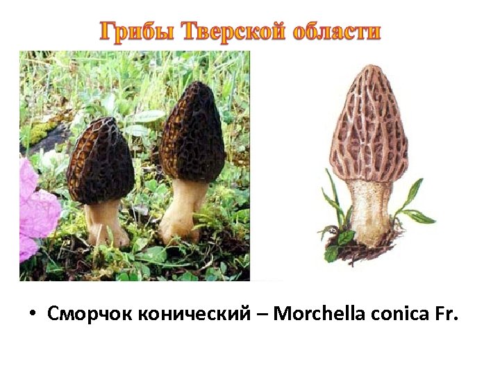  • Сморчок конический – Morchella conica Fr. 