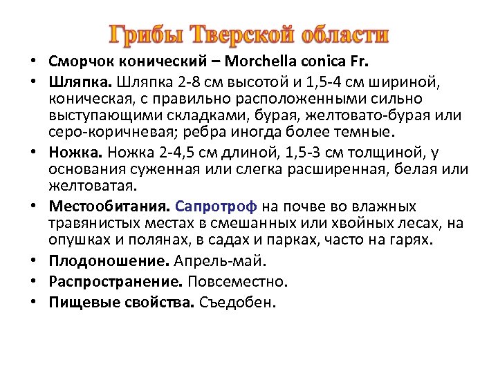  • Сморчок конический – Morchella conica Fr. • Шляпка 2 -8 см высотой
