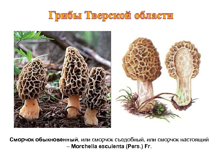 Сморчок обыкновенный, или сморчок съедобный, или сморчок настоящий – Morchella esculenta (Pers. ) Fr.