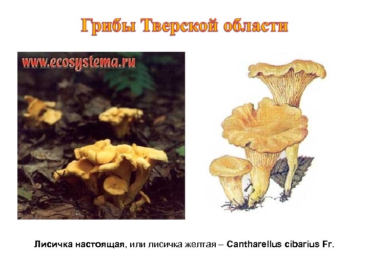 Лисичка настоящая, или лисичка желтая – Cantharellus cibarius Fr. 