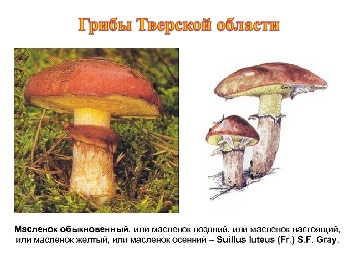 Масленок обыкновенный, или масленок поздний, или масленок настоящий, или масленок желтый, или масленок осенний