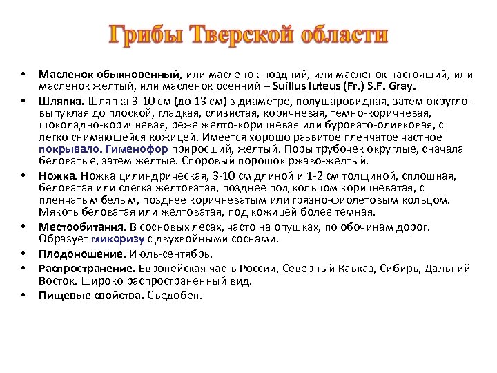  • • Масленок обыкновенный, или масленок поздний, или масленок настоящий, или масленок желтый,