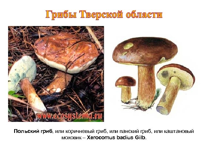 Польский гриб, или коричневый гриб, или панский гриб, или каштановый моховик – Xerocomus badius