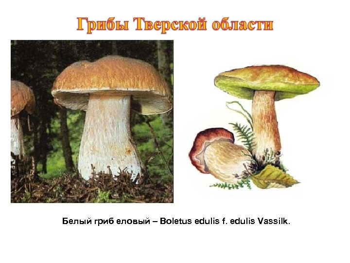 Белый гриб еловый – Boletus edulis f. edulis Vassilk. 