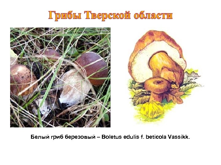Белый гриб березовый – Boletus edulis f. beticola Vassikk. 