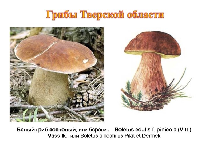 Белый гриб сосновый, или боровик – Boletus edulis f. pinicola (Vitt. ) Vassilk. ,