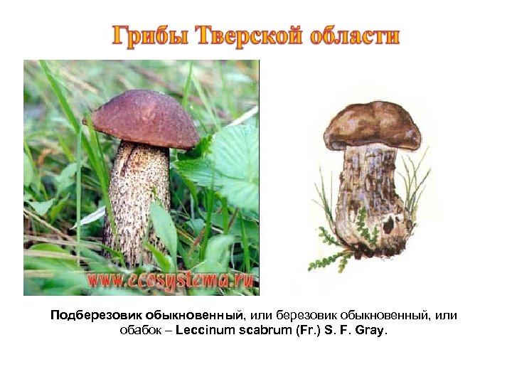 Подберезовик обыкновенный, или обабок – Leccinum scabrum (Fr. ) S. F. Gray. 