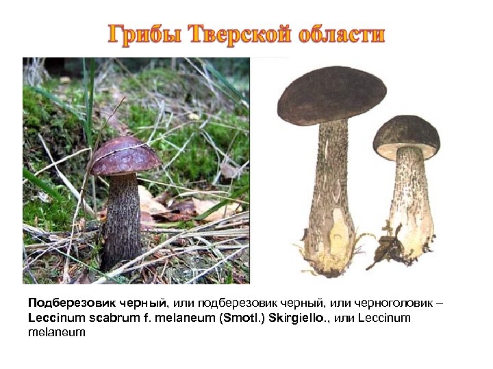 Подберезовик черный, или подберезовик черный, или черноголовик – Leccinum scabrum f. melaneum (Smotl. )