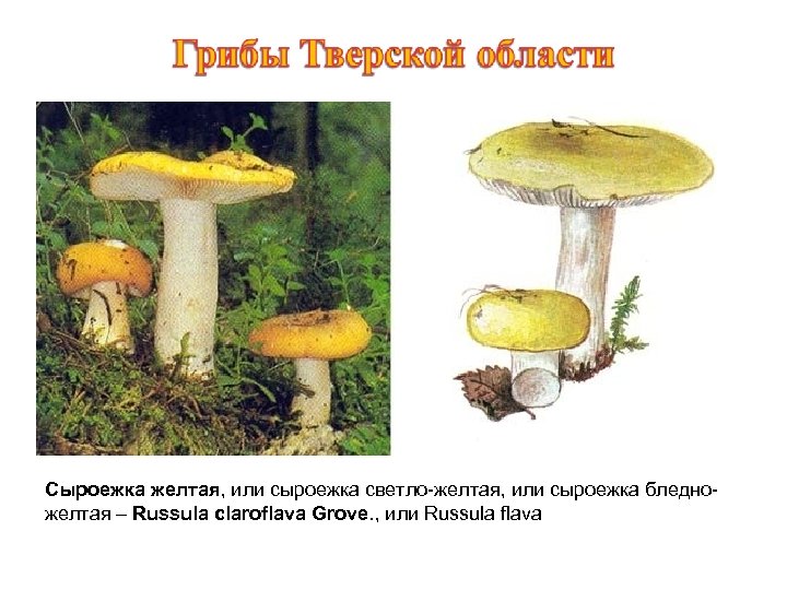 Сыроежка желтая, или сыроежка светло-желтая, или сыроежка бледножелтая – Russula claroflava Grove. , или