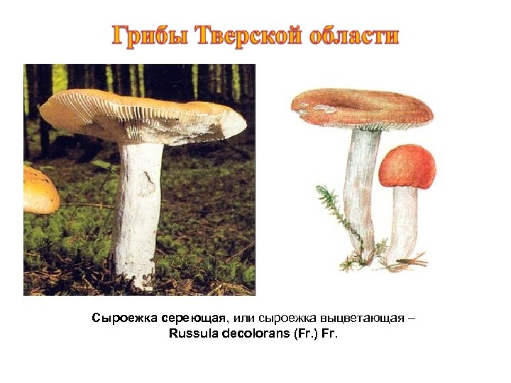 Сыроежка сереющая, или сыроежка выцветающая – Russula decolorans (Fr. ) Fr. 