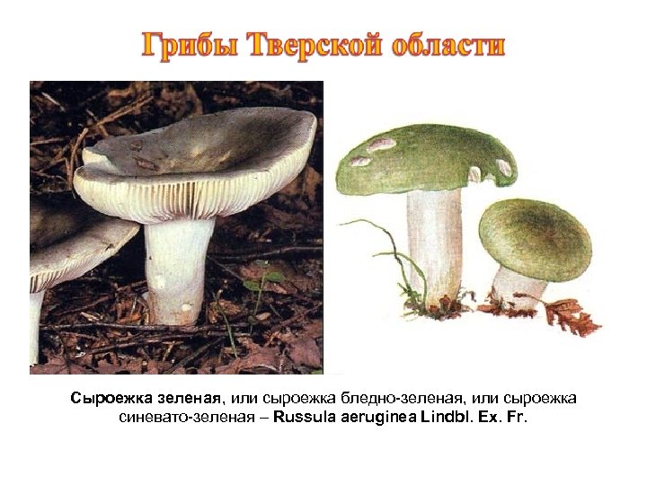 Сыроежка зеленая, или сыроежка бледно-зеленая, или сыроежка синевато-зеленая – Russula aeruginea Lindbl. Ex. Fr.