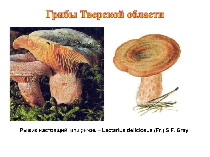 Рыжик настоящий, или рыжик – Lactarius deliciosus (Fr. ) S. F. Gray 
