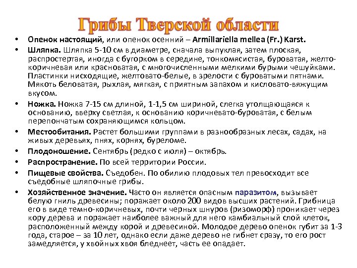  • • Опенок настоящий, или опенок осенний – Armillariella mellea (Fr. ) Karst.