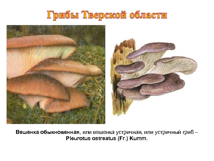 Вешенка обыкновенная, или вешенка устричная, или устричный гриб – Pleurotus ostreatus (Fr. ) Kumm.