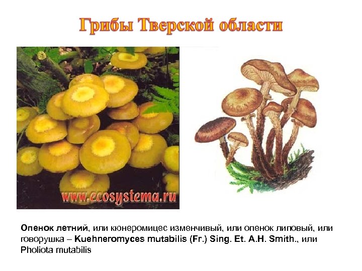 Опенок летний, или кюнеромицес изменчивый, или опенок липовый, или говорушка – Kuehneromyces mutabilis (Fr.