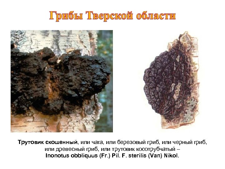 Трутовик скошенный, или чага, или березовый гриб, или черный гриб, или древесный гриб, или