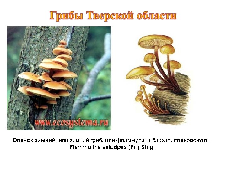 Опенок зимний, или зимний гриб, или фламмулина бархатистоножковая – Flammulina velutipes (Fr. ) Sing.