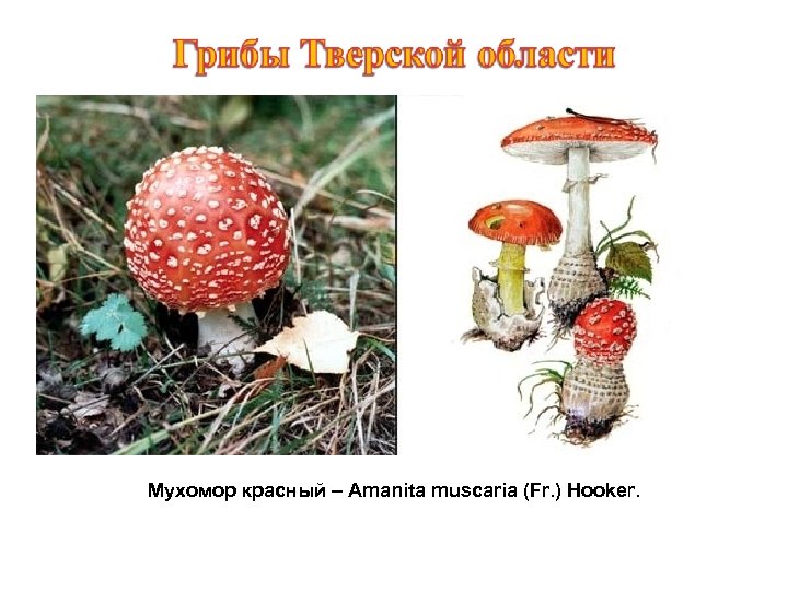 Мухомор красный – Amanita muscaria (Fr. ) Hooker. 