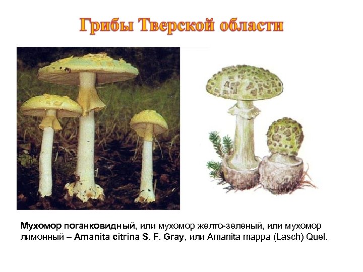 Мухомор поганковидный, или мухомор желто-зеленый, или мухомор лимонный – Amanita citrina S. F. Gray,