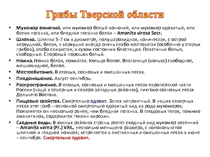  • • Мухомор вонючий, или мухомор белый вонючий, или мухомор ядовитый, или белая