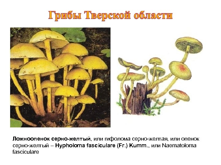 Ложноопенок серно-желтый, или гифолома серно-желтая, или опенок серно-желтый – Hypholoma fasciculare (Fr. ) Kumm.