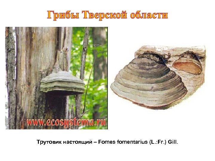 Трутовик настоящий – Fomes fomentarius (L. : Fr. ) Gill. 