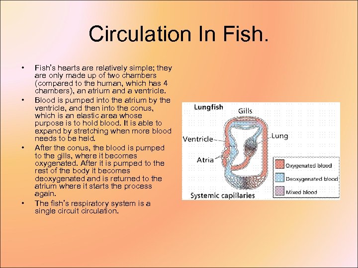 Circulation In Fish. • • Fish’s hearts are relatively simple; they are only made