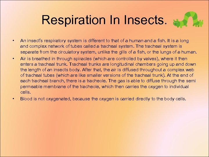 Respiration In Insects. • • • An insect’s respiratory system is different to that