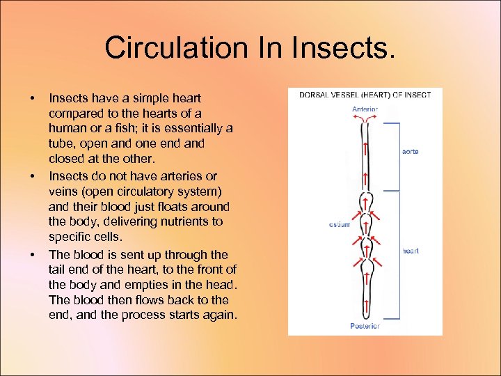 Circulation In Insects. • • • Insects have a simple heart compared to the