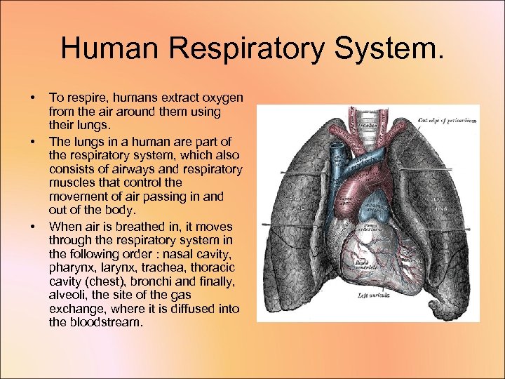 Human Respiratory System. • • • To respire, humans extract oxygen from the air