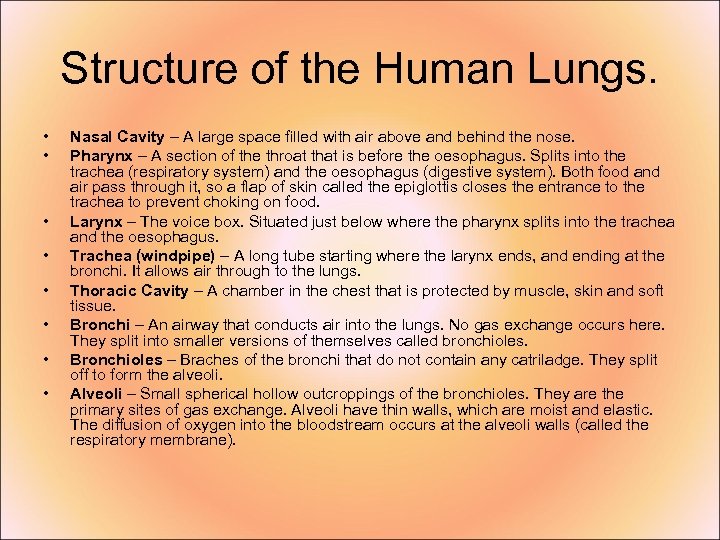 Structure of the Human Lungs. • • Nasal Cavity – A large space filled