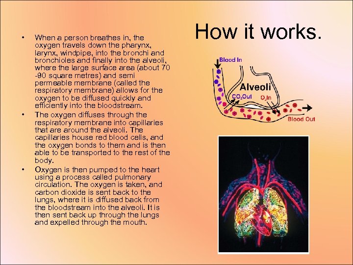  • • • When a person breathes in, the oxygen travels down the