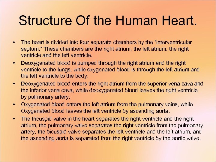 Structure Of the Human Heart. • • • The heart is divided into four