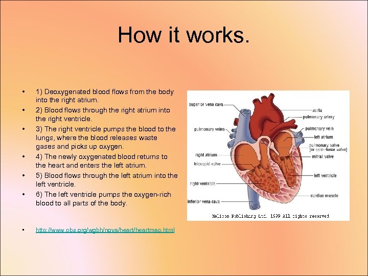 How it works. • • 1) Deoxygenated blood flows from the body into the