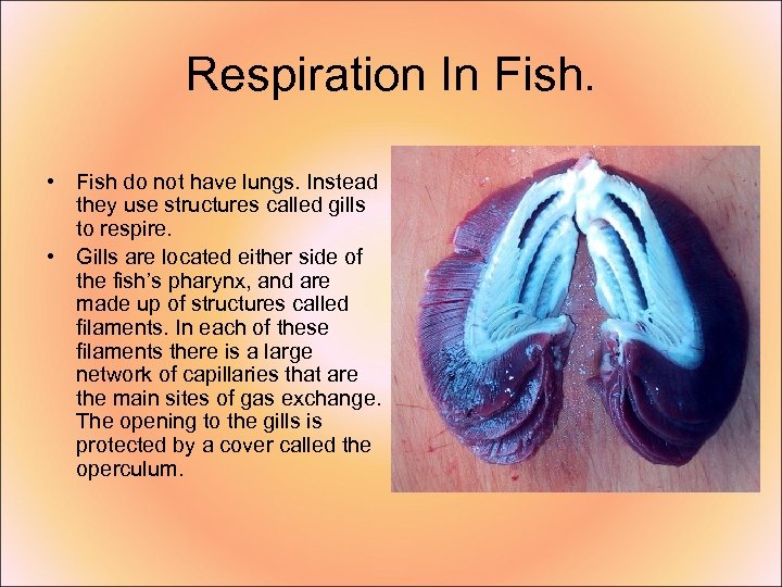 Respiration In Fish. • Fish do not have lungs. Instead they use structures called