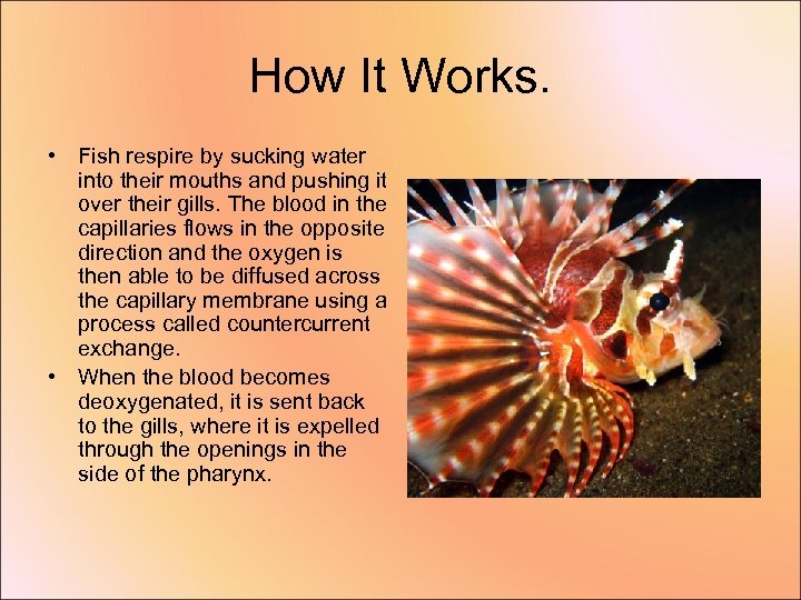 How It Works. • Fish respire by sucking water into their mouths and pushing