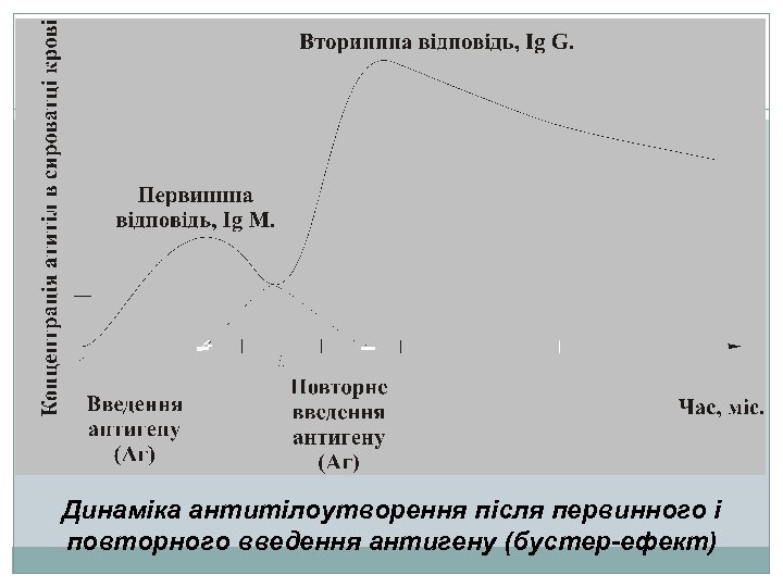 Динаміка антитілоутворення після первинного і повторного введення антигену (бустер-ефект) 