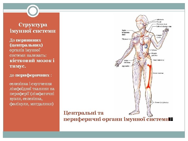 Структура імунної системи До первинних (центральних) органів імунної системи належать: кістковий мозок і тимус.