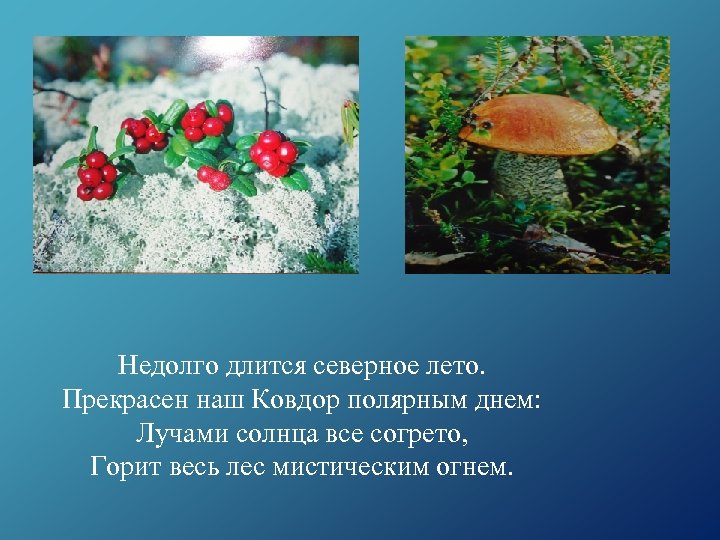 Недолго длится северное лето. Прекрасен наш Ковдор полярным днем: Лучами солнца все согрето, Горит