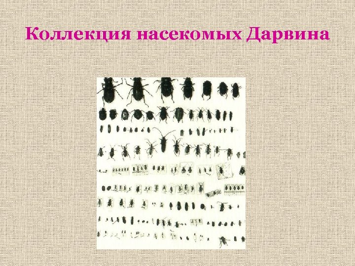 Коллекция насекомых Дарвина 