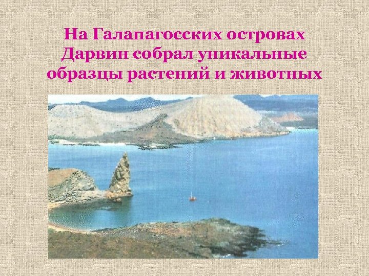 На Галапагосских островах Дарвин собрал уникальные образцы растений и животных 