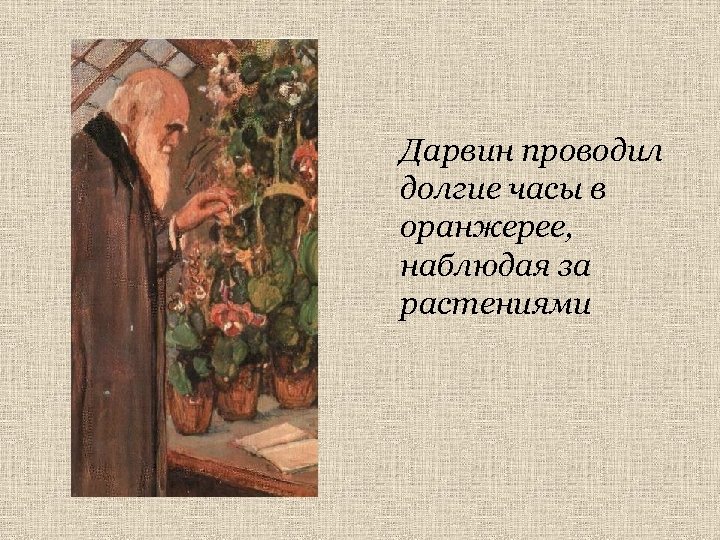 Дарвин проводил долгие часы в оранжерее, наблюдая за растениями 