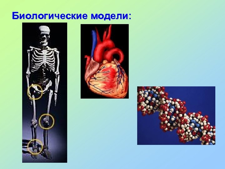 Биологические модели: 